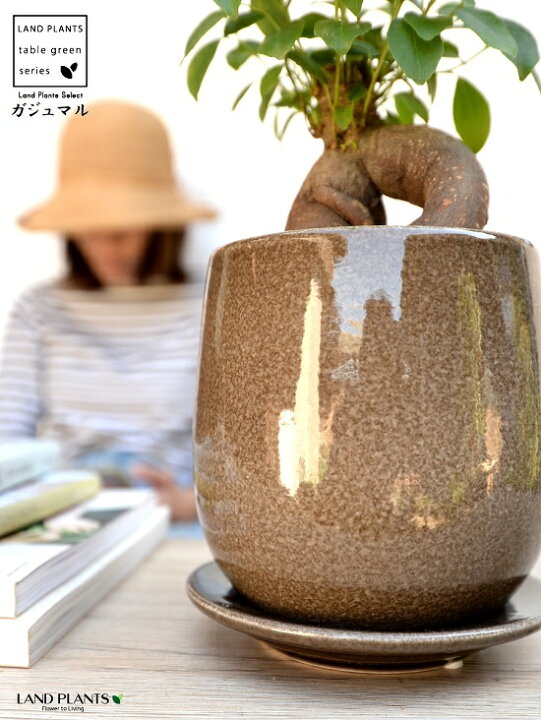 楽天市場 植木鉢 ベージュ 落ち着きのある ラウンド型 陶器鉢 植木鉢 受皿 鉢底石 鉢底ネット付属 鉢の販売 鉢植え 陶器 陶器鉢 鉢 苗 苗木 植木鉢 ベージュ グレージュ 丸 丸型 丸形 オーバル バルーン 観葉植物 植物の付属なし Land Plants 楽天市場店