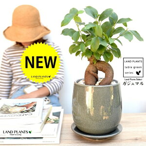 KW}i^Cvj u[ ̂ Eh^ 픫 yF΁EMEĕzA   c c K炷 K̎  ܂̖  F F O