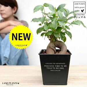 KW}i^Cvj zCgS F XNGA^ uL|bg STCYyo[N`bvEĕz K炷 K̎  ܂̖ A  lp  ubN 