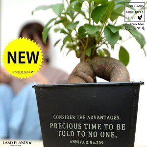 KW}i^Cvj zCgS F XNGA^ uL|bg STCYyo[N`bvEĕz K炷 K̎  ܂̖ A  lp  ubN 