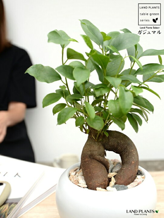 楽天市場】ガジュマル（幹太タイプ） 白色 大丸 陶器鉢 （1鉢）【天然 