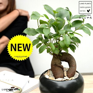 ܂i^Cvj F  픫 yVRӐ΁EMEĕz K̎ 삪h A  c c  ubN  Eh ϗtA  KW}