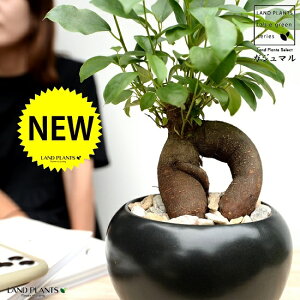 陶器鉢 黒の人気商品 通販 価格比較 価格 Com