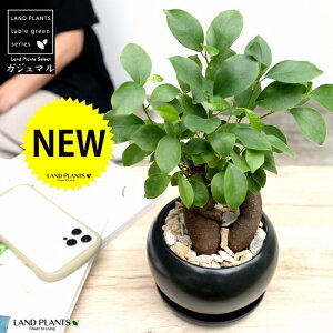 ܂i^Cvj F  픫 yVRӐ΁EMEĕz K̎ 삪h A  c c  ubN  Eh ϗtA  KW}