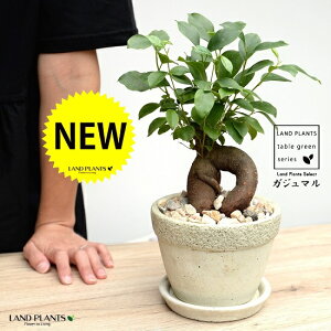 KW}i^Cvj Ζ͗l̃Zg |bg MTCY yVRӐ΁EMEĕz K炷 K̎  ܂̖ lQ픫 A  c c D O[ RN