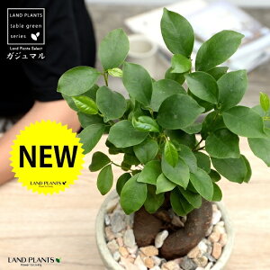 観葉植物 石の人気商品 通販 価格比較 価格 Com 観葉植物 石の人気商品 通販 価格比較 価格 Com