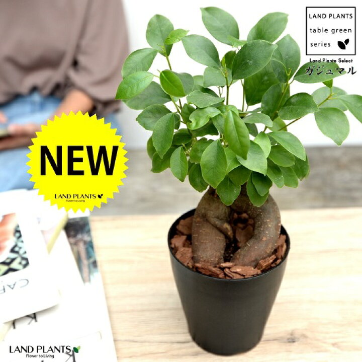 楽天市場 ガジュマル 幹太 黒色 プラスチック鉢 4号 鉢植え 鉢 苗 苗木 観葉植物 黒 ブラック 丸 ラウンド 送料無料 Land Plants 楽天市場店 楽天市場 ガジュマル 幹太 黒色 プラスチック鉢 4号 鉢植え 鉢 苗 苗木 観葉植物 黒 ブラック 丸 ラウンド 送料無料 Land Plants 楽天市場店