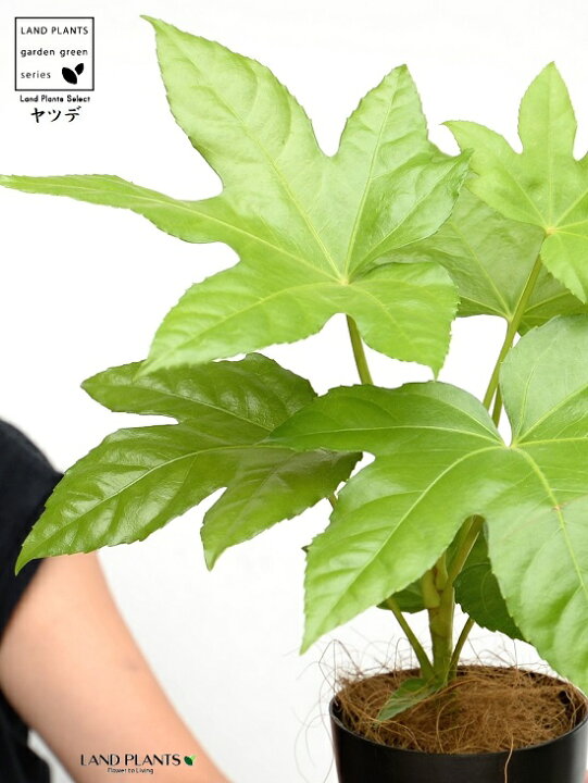 楽天市場 ヤツデ 八手 黒色 プラスチック鉢 4号 テングノハウチワ 天狗の羽団扇 掌型 植栽 庭木 庭園木 鉢植え 鉢 苗 苗木 観葉植物 黒 ブラック 丸 ラウンド プラ鉢 送料無料 ハッカクキンバン 八角金盤 Land Plants 楽天市場店