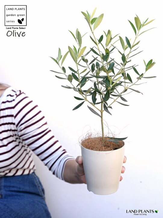 ー品販売 ２１オリーブの木 オリーブ苗木 苗 お好きな番号を選んでご要望欄にご記載 ルッカ ４号深ポット