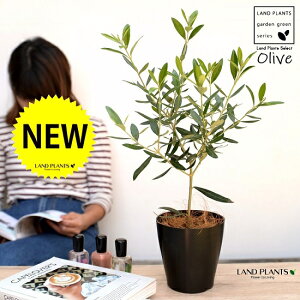 yz I[uiiF܂j 4 F vX`bNyRRt@Co[z I[uc c c A  ϗtA A A ŗeւ̃v[g ̋LOi e