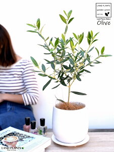 I[u Fhbv^ 픫 STCYyRRt@Co[EMEĕz I[uc c c A  ϗtA A A ŗeւ̃v[g ̋LOi eMtg 