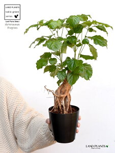 wepibNX 4 F vX`bN \tHgxCr[ w̖ ῑ c c A A  ubN  v 12cm ϗtA