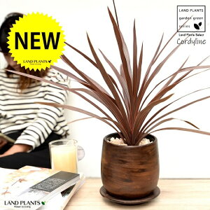 RfBl ibhX^[j Ebh yCg 픫 STCY yVRӐ΁EMEĕzCfBrTEԃhZiERWlEJ[[tEp[v^[ c c A  