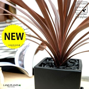 RfBl ibhX^[j F L[u^ 픫 STCY yߒq΁EMEĕzCfBrTEԃhZiERWlEJ[[tEp[v^[ ubN p `