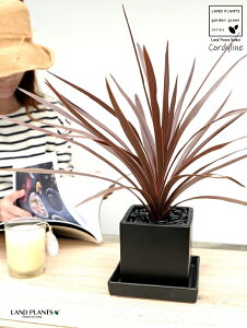 RfBl ibhX^[j F L[u^ 픫 STCY yߒq΁EMEĕzCfBrTEԃhZiERWlEJ[[tEp[v^[ ubN p `