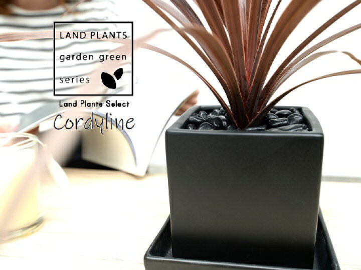 楽天市場 コルディリネ レッドスター 黒色 キューブ型 陶器鉢 Sサイズ 黒石 受皿 育て方 インディビサ 赤ドラセナ コルジリネ カラーリーフ パープルタワー黒 ブラック 角 正方形 四角 観葉植物 Land Plants 楽天市場店