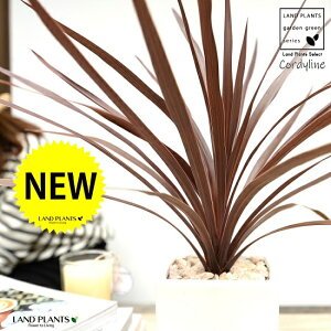 RfBl ibhX^[j F L[u^ 픫 STCY yVRӐ΁EMEĕzCfBrTEԃhZiERWlEJ[[tEp[v^[ zCg p `