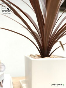 観葉植物 コルディリネの人気商品 通販 価格比較 価格 Com
