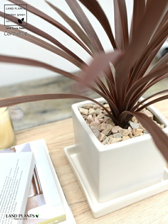 楽天市場 コルディリネ レッドスター 白色 キューブ型 陶器鉢 Sサイズ 天然砕石 受皿 育て方 インディビサ 赤ドラセナ コルジリネ カラーリーフ パープルタワー白 ホワイト 角 正方形 四角 観葉植物 Land Plants 楽天市場店