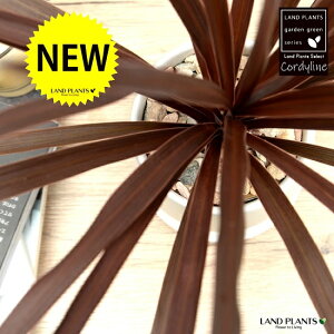 RfBl ibhX^[j F hbv^ 픫 STCY yVRӐ΁EMEĕzCfBrTEԃhZiERWlEJ[[tEp[v^[ zCg  E