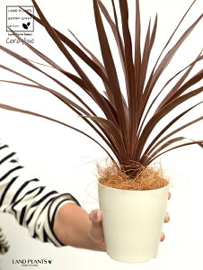 yz RfBl ibhX^[j F vX`bN 4 CfBrTEԃhZiERWlEJ[[tEp[v^[@AJhZiEE[cEoRjX