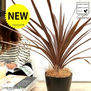 yz RfBl ibhX^[j F vX`bN 4 CfBrTEԃhZiERWlEJ[[tEp[v^[@AJhZiEE[cEoRjX