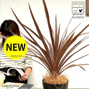 yz RfBl ibhX^[j F vX`bN 4 CfBrTEԃhZiERWlEJ[[tEp[v^[@AJhZiEE[cEoRjX