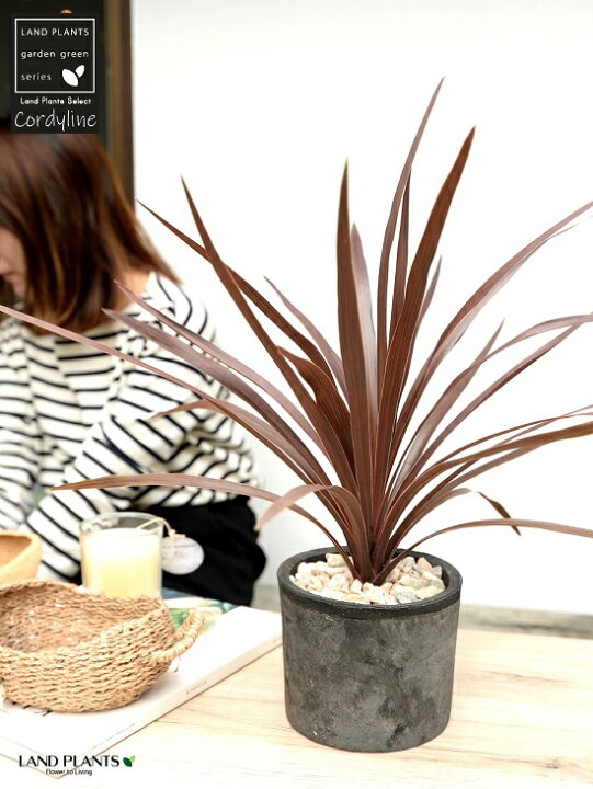 楽天市場 コルディリネ レッドスター 黒色 モスポット シリンダー 陶器鉢 天然砕石 育て方 鉢植え 鉢 苗木 苗 陶器 テラコッタ 素焼 Mosspot Moss モス 苔 コケ丸形 丸 ブラック 黒 グレー 灰色 観葉植物 ドライガーデン Land Plants 楽天市場店