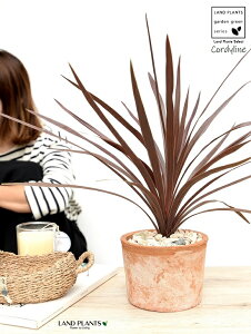 コルディリネ 鉢植えの人気商品 通販 価格比較 価格 Com