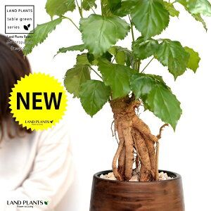 wepibNX Ebh yCg 픫 STCY yVRӐ΁EMzc c A A  uE Eh o[  ϗtA