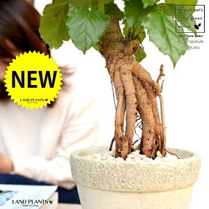 wepibNX Ζ͗l Zg 픫 MTCY yVRӐ΁EMzc c A A D O[  ϗtA