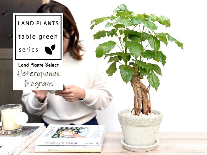 楽天市場 ヘテロパナックス 石模様 セメント製 陶器鉢 Mサイズ 天然砕石 受皿 苗 苗木 鉢植え 植木 灰 グレー 丸 観葉植物 Land Plants 楽天市場店