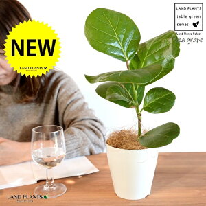 V[O[vin}xuhEj 4 F vX`bN yRRt@Co[z lӕ l lӂԂǂ Ԃǂ RRo c c A A  zCg  v 12cm ϗtA