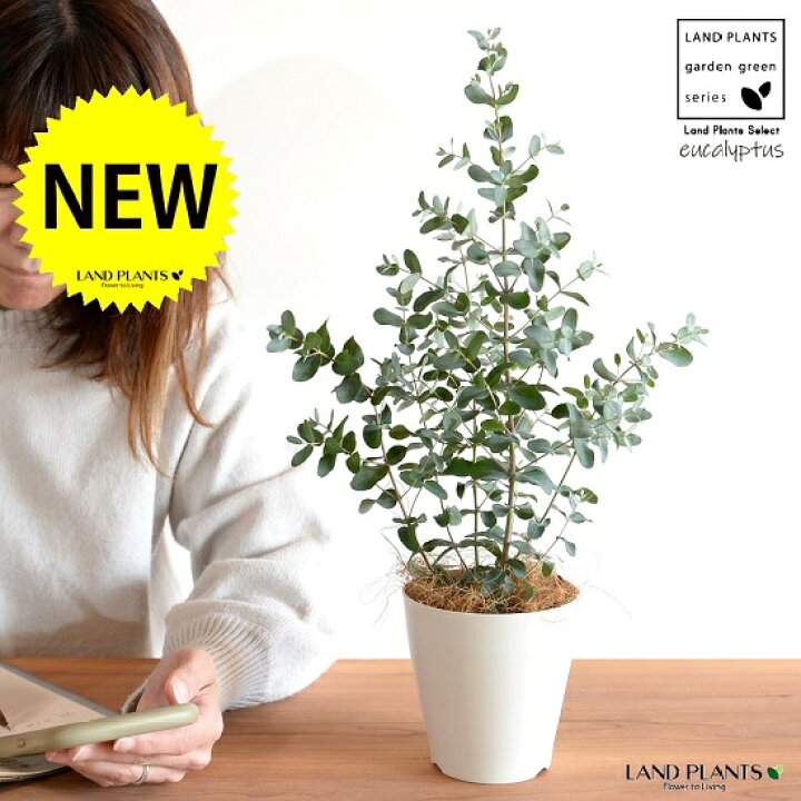 楽天市場 お試し ユーカリ グニー 4号 白色 プラスチック鉢 ココファイバー 鉢植え プラ鉢 ホワイト 白 ユーカリの木 ユーカリプタス フトモモ グニ コアラ ヤシ繊維 観葉植物 Land Plants 楽天市場店