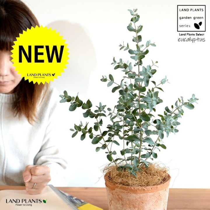 楽天市場 ユーカリ グニー 茶色 モスポット シリンダー 陶器鉢 ココファイバー 育て方 素焼 鉢植え 陶器 テラコッタ鉢 テラコッタ Mosspot 苗 苗木 ユーカリの木 ユーカリプタス コアラ 茶 ブラウン オレンジ オーストラリア 観葉植物 送料無料 Land Plants