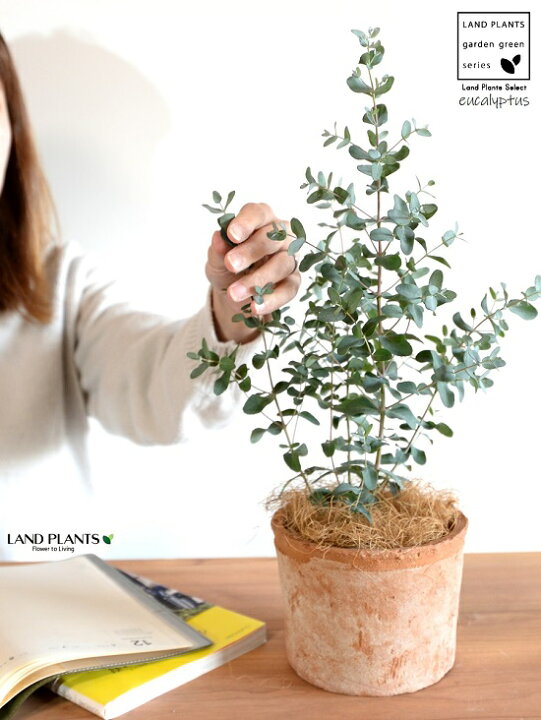 楽天市場 ユーカリ グニー 茶色 モスポット シリンダー 陶器鉢 ココファイバー 育て方 素焼 鉢植え 陶器 テラコッタ鉢 テラコッタ Mosspot 苗 苗木 ユーカリの木 ユーカリプタス コアラ 茶 ブラウン オレンジ オーストラリア 観葉植物 送料無料 Land Plants 楽天市場 ユーカリ グニー 茶色 モスポット シリンダー 陶器鉢 ココファイバー 育て方 素焼 鉢植え 陶器 テラコッタ鉢 テラコッタ Mosspot 苗 苗木 ユーカリの木 ユーカリプタス コアラ 茶 ブラウン オレンジ オーストラリア 観葉植物 送料無料 Land Plants