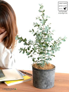 観葉植物 ユーカリ 苗の人気商品 通販 価格比較 価格 Com