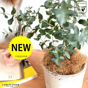 観葉植物 ユーカリ 苗の人気商品 通販 価格比較 価格 Com 観葉植物 ユーカリ 苗の人気商品 通販 価格比較 価格 Com