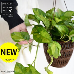 yFEfUC܂z|gXiO[oO[j 5 nMO|bg yRRt@Co[z A  c c  ݔ ݂蔫 nMO ϗtA ϗt