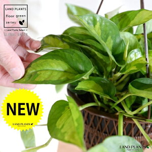 yFEfUC܂z|gXiO[oO[j 5 nMO|bg yRRt@Co[z A  c c  ݔ ݂蔫 nMO ϗtA ϗt