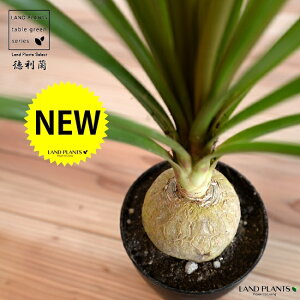 gbNFitj 4 F vX`bN ynCh{[z |j[e[ mi c c A A  ubN  v 12cm ϗtA