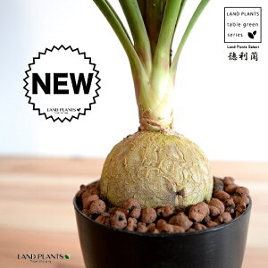 観葉植物 ポニーテール Diy 工具の人気商品 通販 価格比較 価格 Com