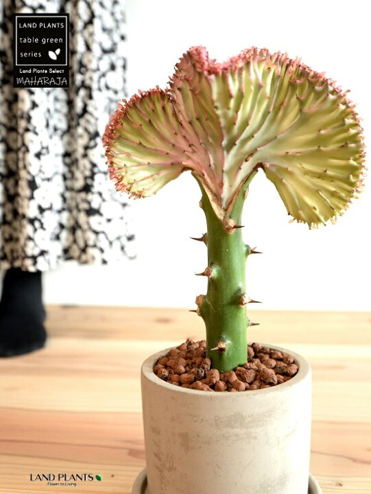 楽天市場 ユーフォルビア マハラジャ 桃 セメント製 シリンダー型 陶器鉢 セラミスボール 受皿 育て方 サボテン 多肉 多肉植物 ピンク セメント グレー コンクリート鉢 筒 筒型 丸 観葉植物 Land Plants 楽天市場店 楽天市場 ユーフォルビア マハラジャ 桃 セメント製 シリンダー型 陶器鉢 セラミスボール 受皿 育て方 サボテン 多肉 多肉植物 ピンク セメント グレー コンクリート鉢 筒 筒型 丸 観葉植物 Land Plants 楽天市場店