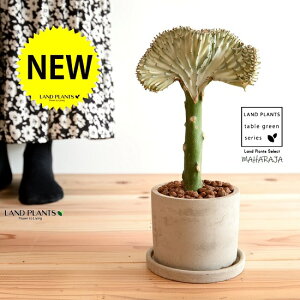 観葉植物 セラミスの人気商品 通販 価格比較 価格 Com