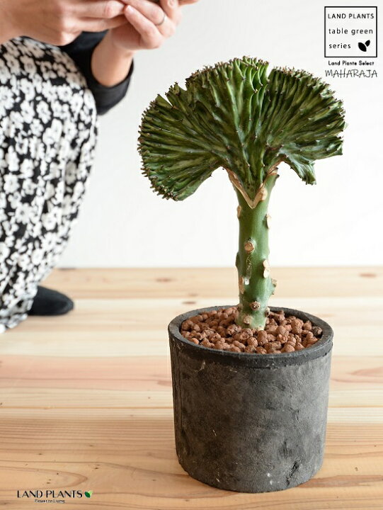 楽天市場 ユーフォルビア マハラジャ 緑 黒色 モスポット シリンダー型 植木鉢 セラミスボール 育て方 サボテン 多肉 多肉植物 黒 ブラック テラコッタ 素焼 素焼鉢 Mosspot 筒 筒型 丸 観葉植物 Land Plants 楽天市場店