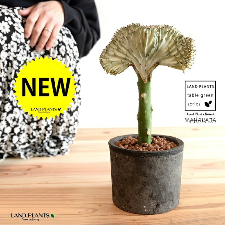 楽天市場 ユーフォルビア マハラジャ 白 黒色 モスポット シリンダー型 植木鉢 セラミスボール 育て方 サボテン 多肉 多肉植物 黒 ブラック テラコッタ 素焼 素焼鉢 Mosspot 筒 筒型 丸 観葉植物 Land Plants 楽天市場店