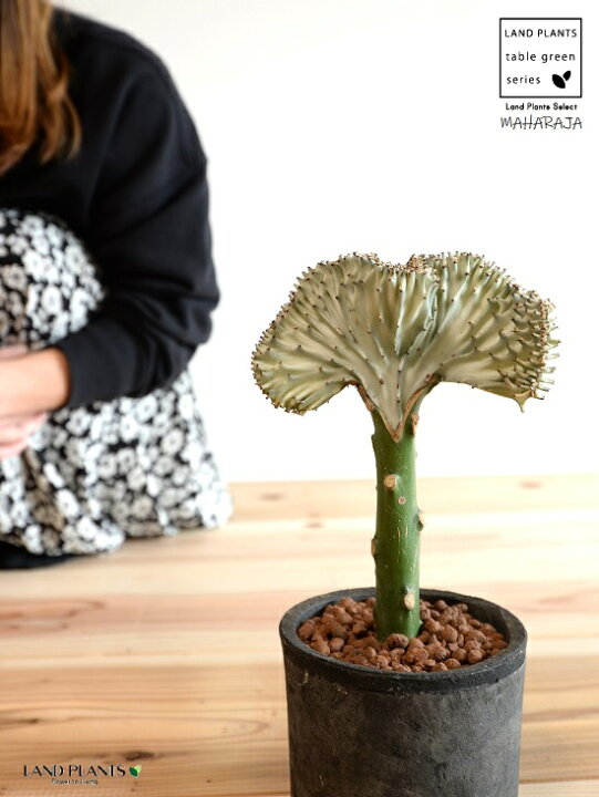 楽天市場 ユーフォルビア マハラジャ 白 黒色 モスポット シリンダー型 植木鉢 セラミスボール 育て方 サボテン 多肉 多肉植物 黒 ブラック テラコッタ 素焼 素焼鉢 Mosspot 筒 筒型 丸 観葉植物 Land Plants 楽天市場店 楽天市場 ユーフォルビア マハラジャ 白 黒色 モスポット シリンダー型 植木鉢 セラミスボール 育て方 サボテン 多肉 多肉植物 黒 ブラック テラコッタ 素焼 素焼鉢 Mosspot 筒 筒型 丸 観葉植物 Land Plants 楽天市場店