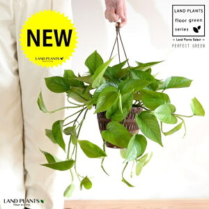 観葉植物 ハンギング 5号の人気商品 通販 価格比較 価格 Com