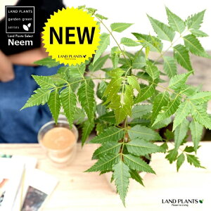 観葉植物 ミラクルニーム ニームの木 Diy 工具の人気商品 通販 価格比較 価格 Com