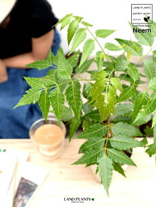 鉢植え の木 生花の人気商品 通販 価格比較 価格 Com 鉢植え の木 生花の人気商品 通販 価格比較 価格 Com